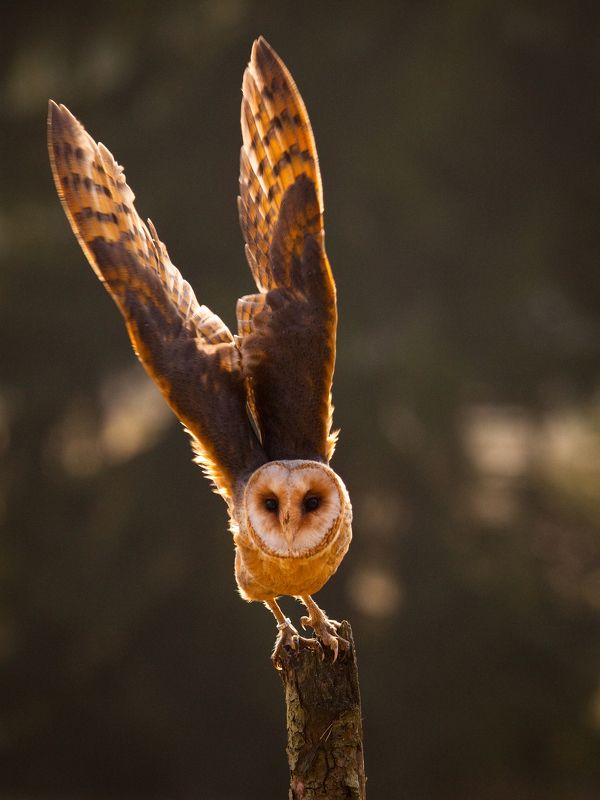 Barn Owl фото превью