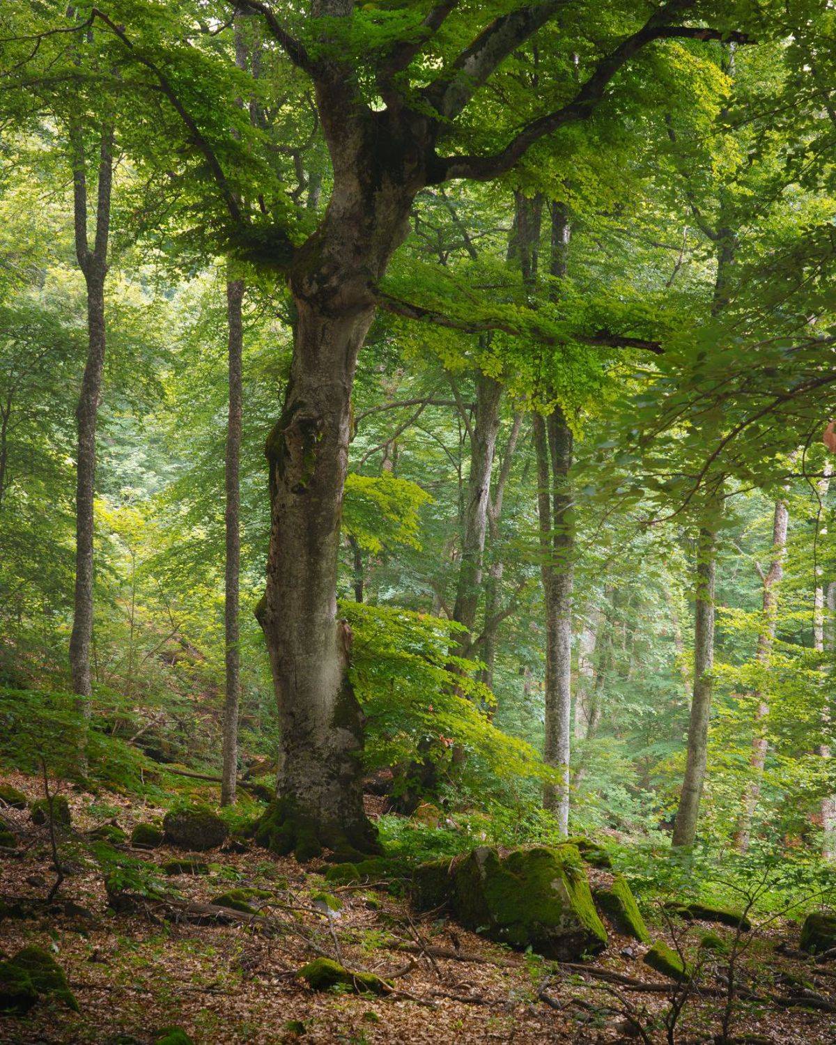 , Григорий Бельцев
