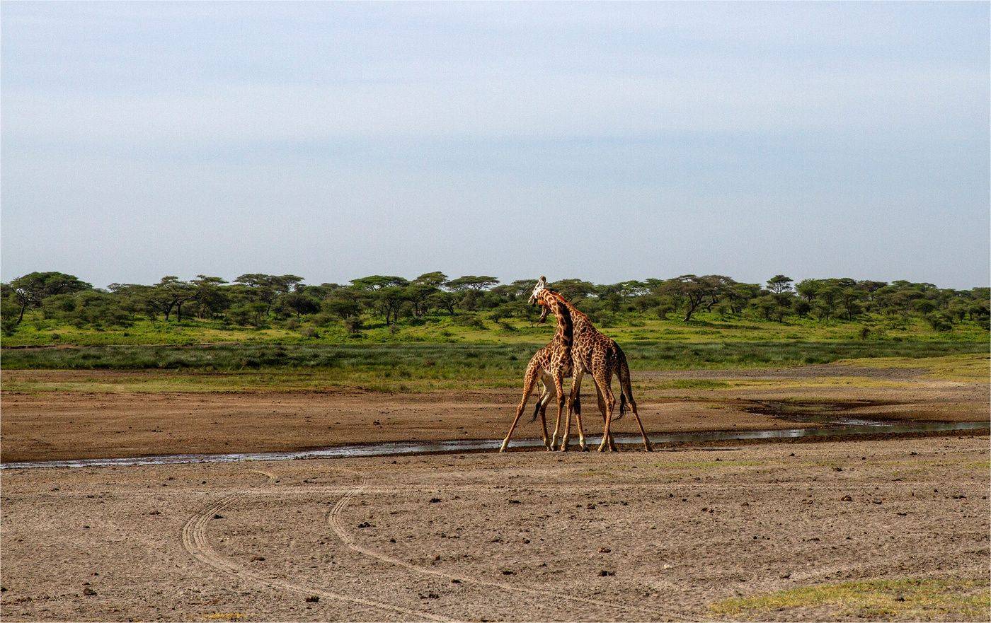 серенгети,танзания, Валентина Булкина