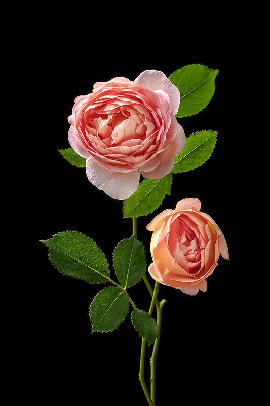 роза, цветы, цветок, флора, лепестки, листья, цветение Две королевы фото превью