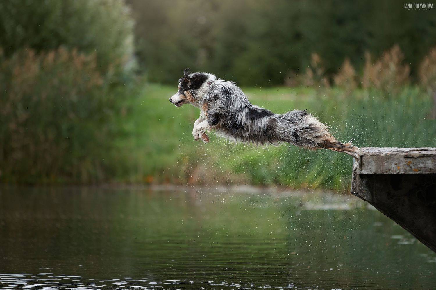 собака, аусси, австралийская овчарка, Лана Полякова