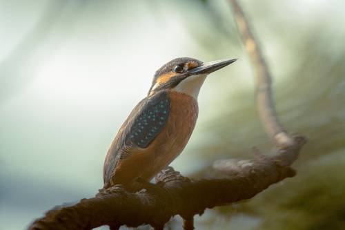 Молодой зимородок