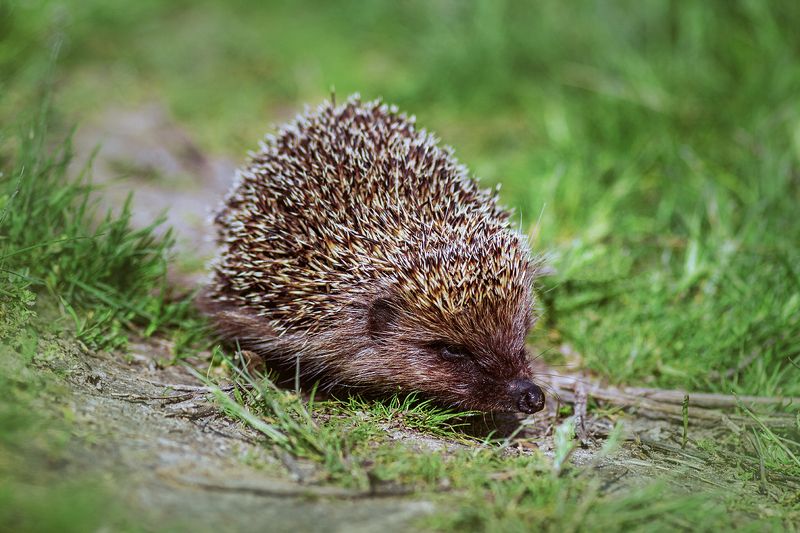 tokina 100 macro, beautiful, красивый, moment, момент, nature, природа, wildlife, animal, животное, hedgehog, ежик, Профессиональный копатель земли носом :) фото превью