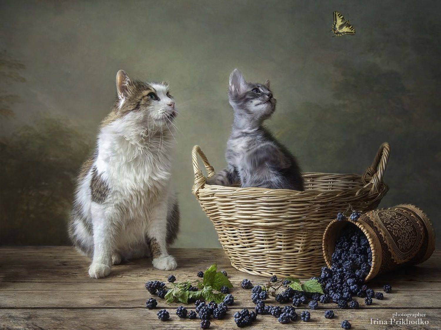 постановочное фото, животные, котики, натюрморт, котонатюрморт, забавные питомцы, Ирина Приходько