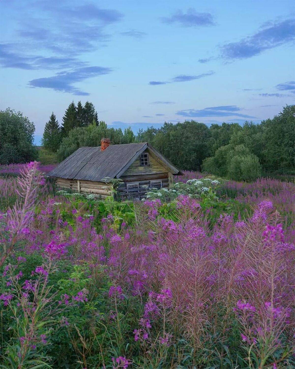 деревня. пейзаж. природа, цветы, иванчай, Петр Косых