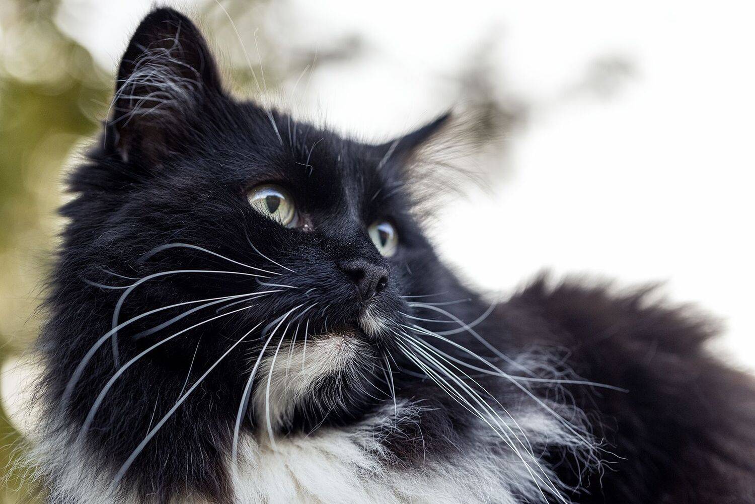 , Юрий Шурчков