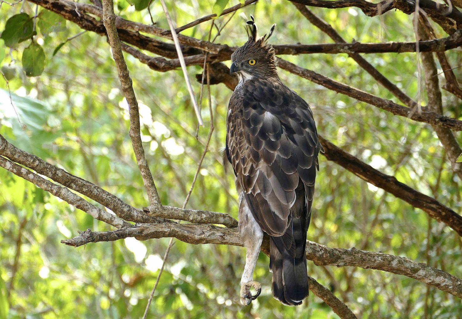 Animals, crested hawk-eagle, fauna, birds, Sri Lanka, travel, nature, forest, tree, wild animals, , Svetlana Povarova Ree