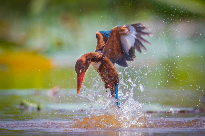 sả đầu nâu фото превью