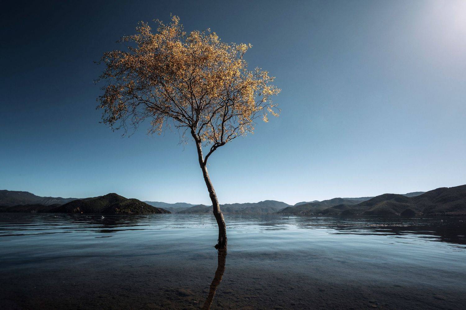 пейзаж, китай, лугуху озеро, landscape, alone, tree, asia, luguhu lake,, Токарев Олег