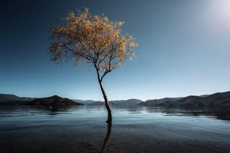 пейзаж, китай, лугуху озеро, landscape, alone, tree, asia, luguhu lake, Одинокое дерево фото превью