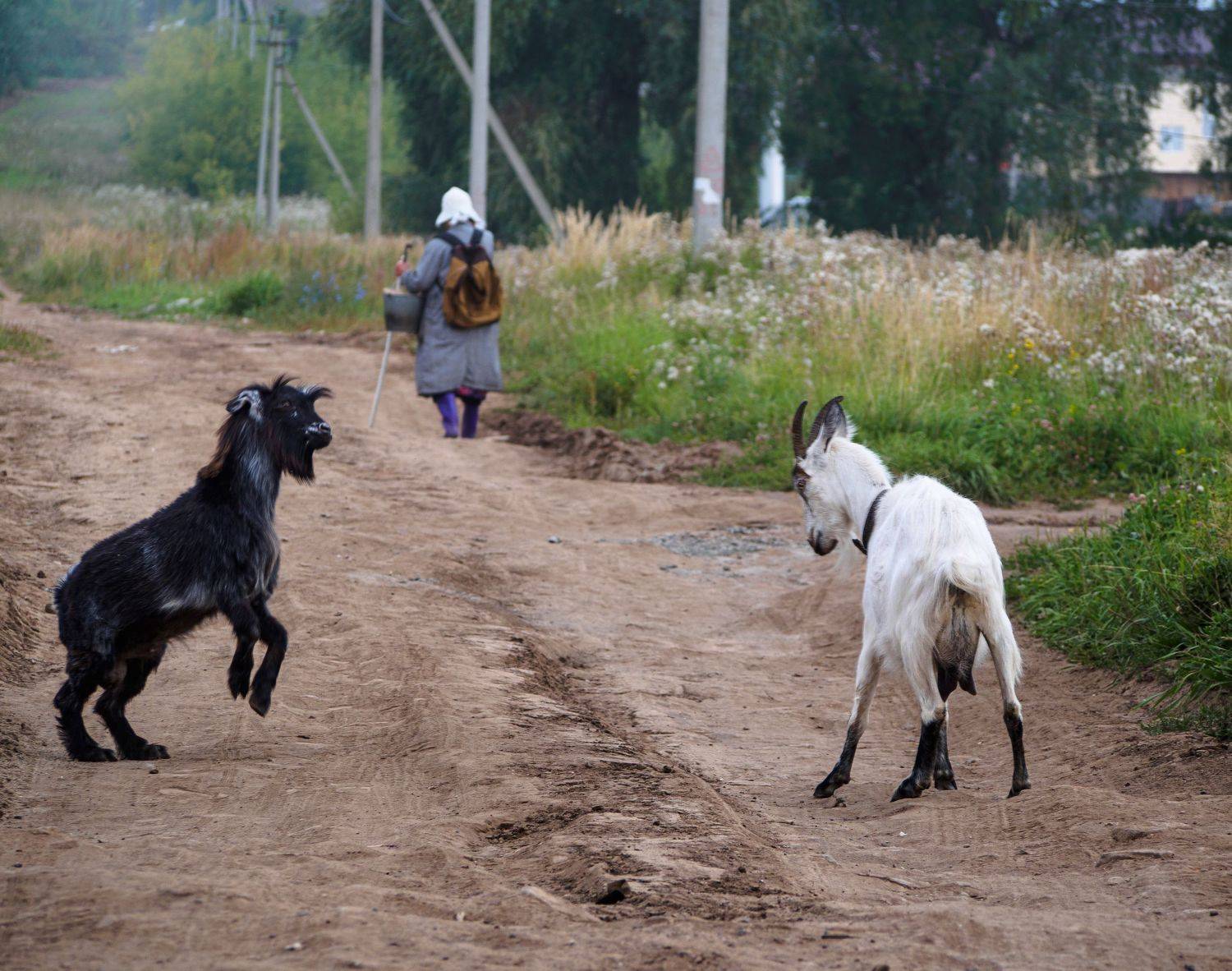 , Лариса Лофицкая