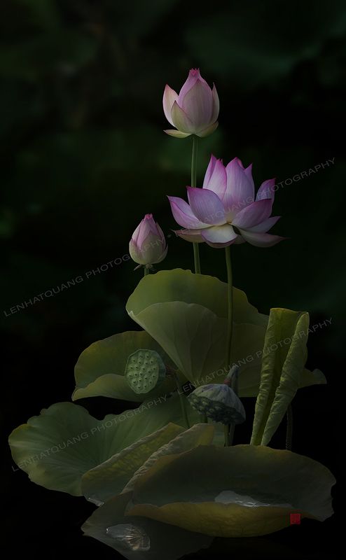 Lotus @9 фото превью