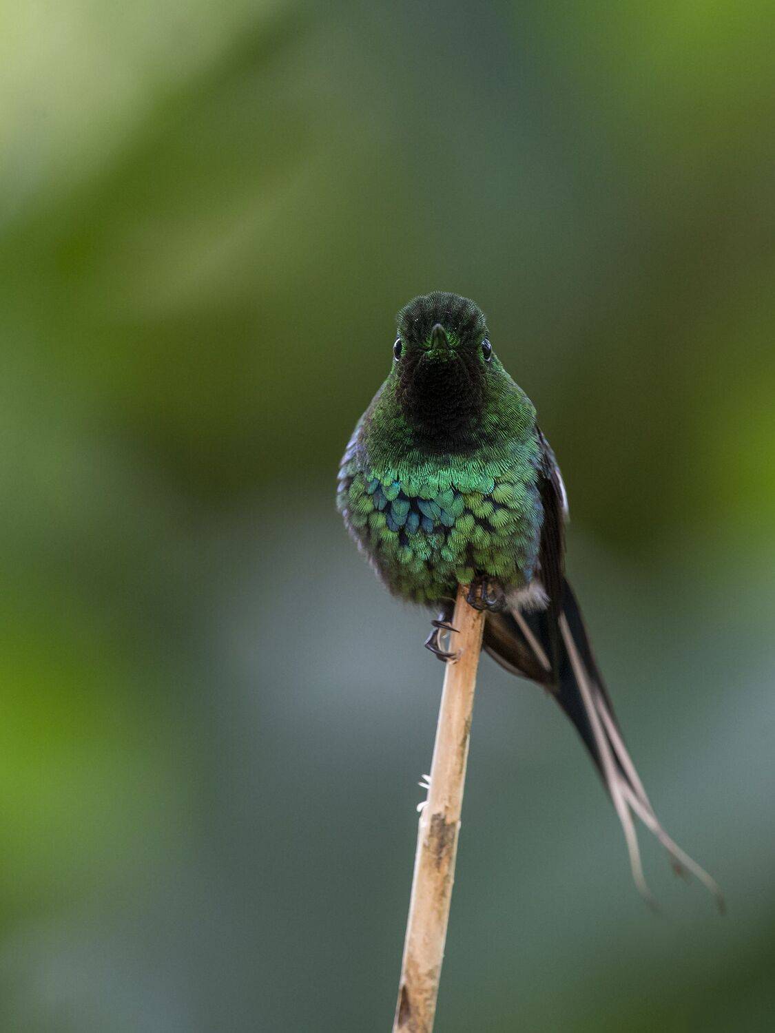 , Fernando Burgalin Sequeira