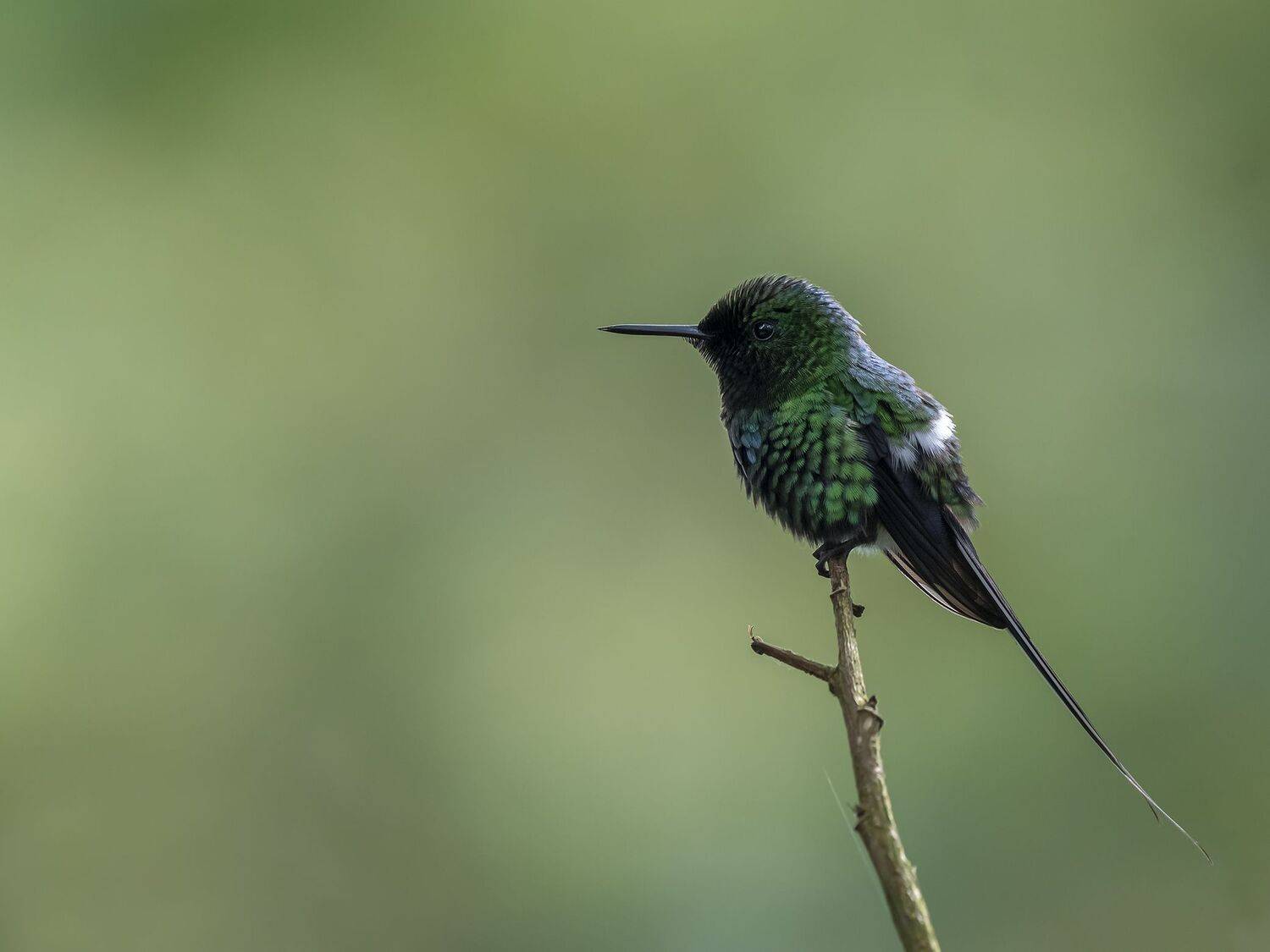 , Fernando Burgalin Sequeira