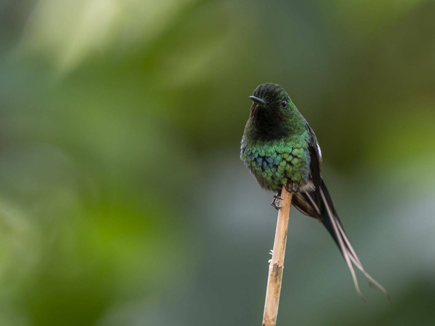 , Fernando Burgalin Sequeira