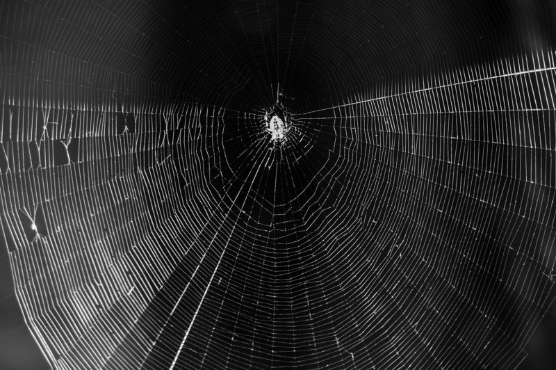 Spider web фото превью