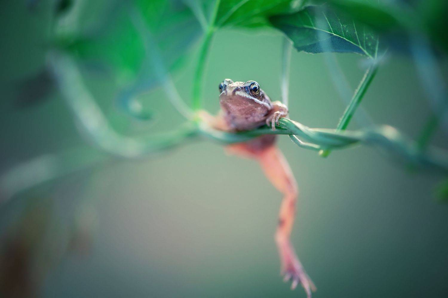 , Анастасия Думинская