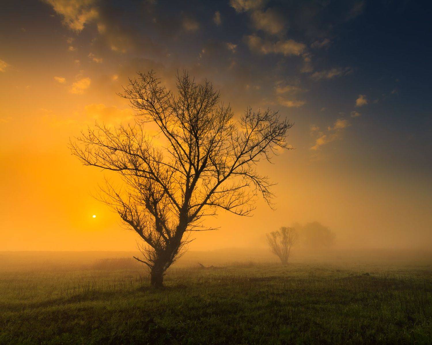 польша, туман, утро, mist, fog, poland, lesser poland, tree, golden hour, tranquility, outdoor, meadow, grass, plain, clouds, sunrise, silene, atmosphere, mood, nature, willow,, Sebastian Płonka
