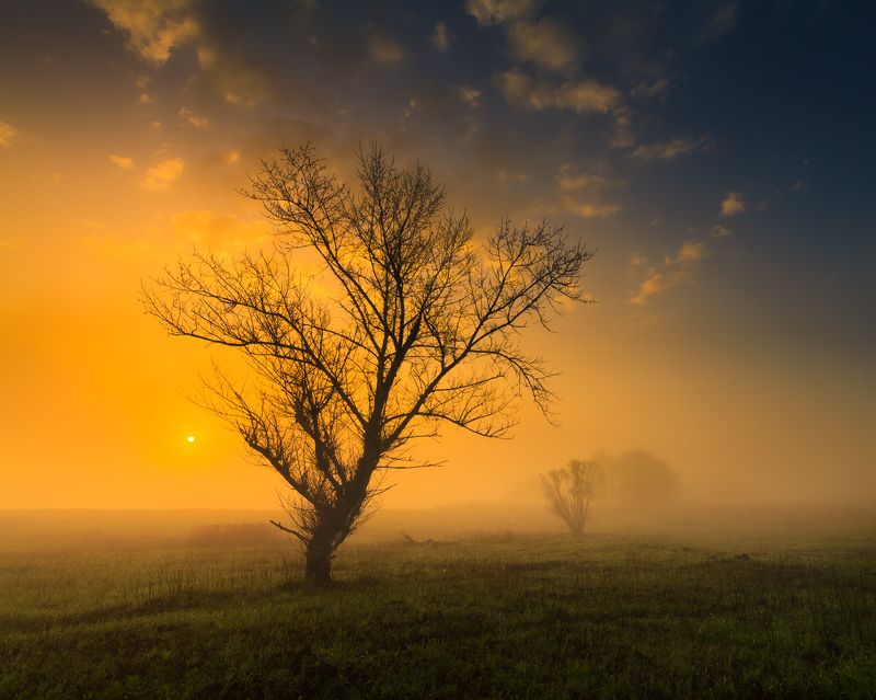 польша, туман, утро, mist, fog, poland, lesser poland, tree, golden hour, tranquility, outdoor, meadow, grass, plain, clouds, sunrise, silene, atmosphere, mood, nature, willow, *** фото превью