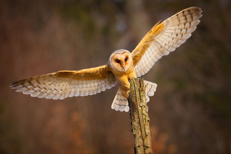 Barn Owl фото превью