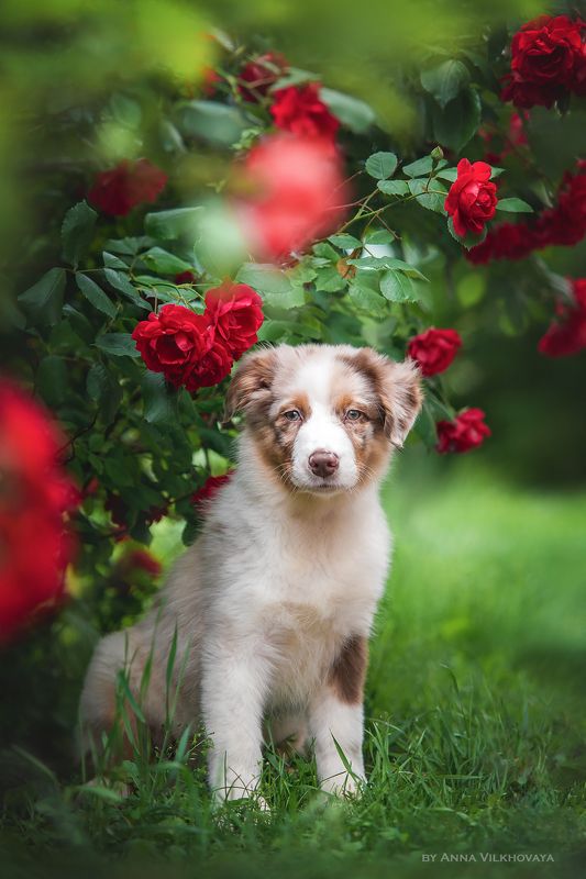 dog, aussie, roses Baby boy фото превью