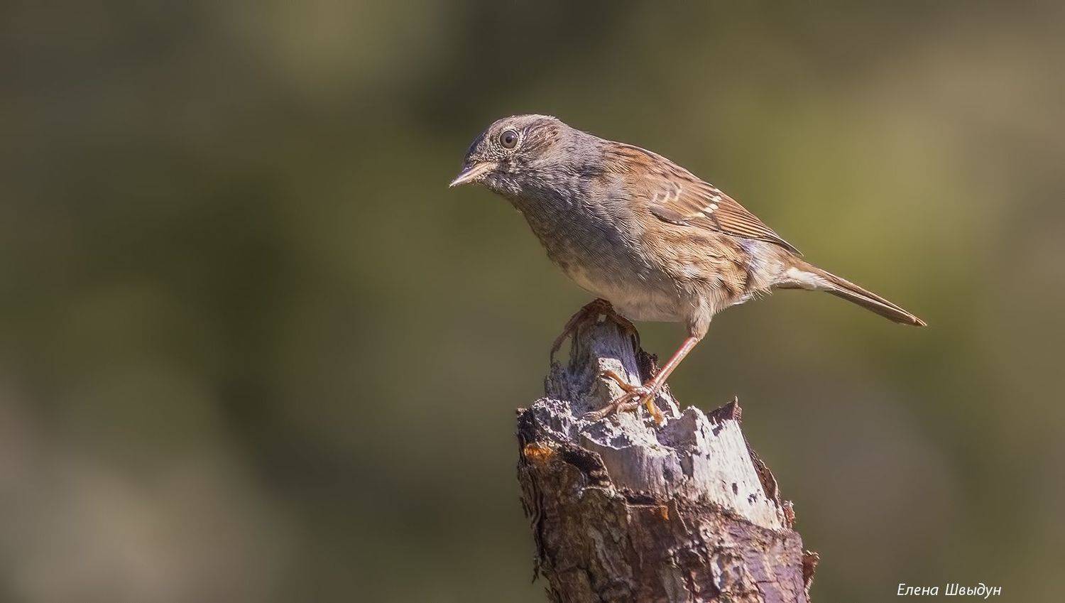 bird of prey,  animal,  owl,  bird,  animal wildlife,  nature,  animals in the wild,  dunnock, лесная завирушка, птицы, птица, birds, animal, animals,, Елена Швыдун