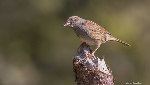 Dunnock