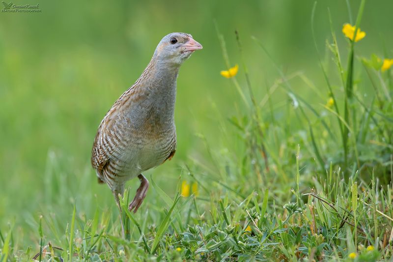 Derkacz фото превью