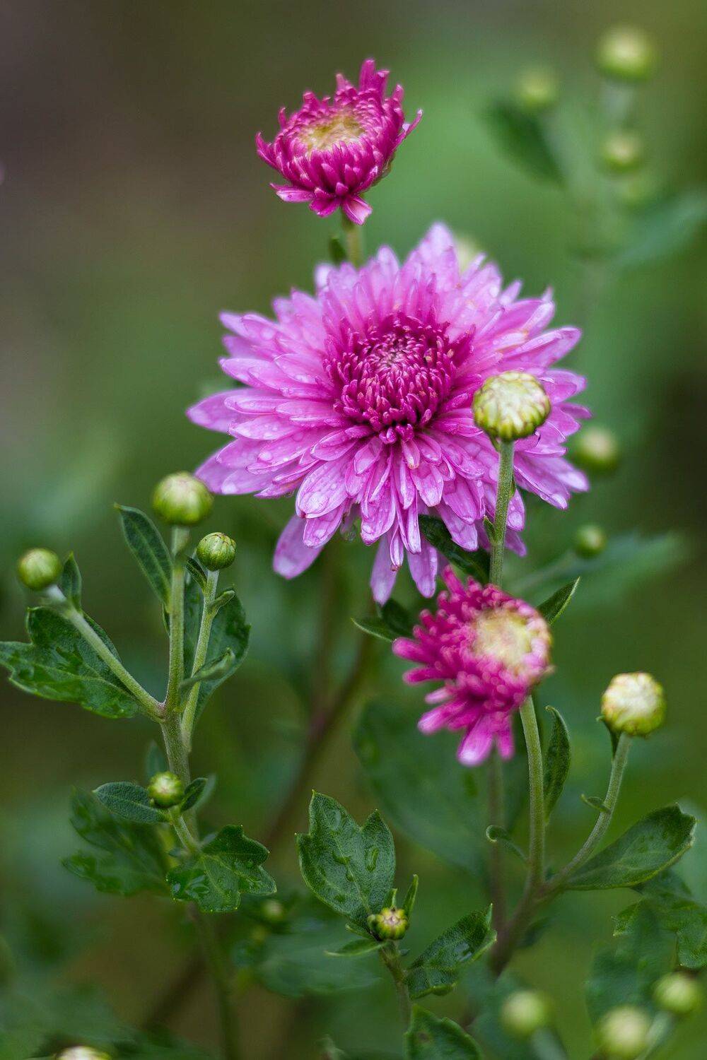 ,  Александр