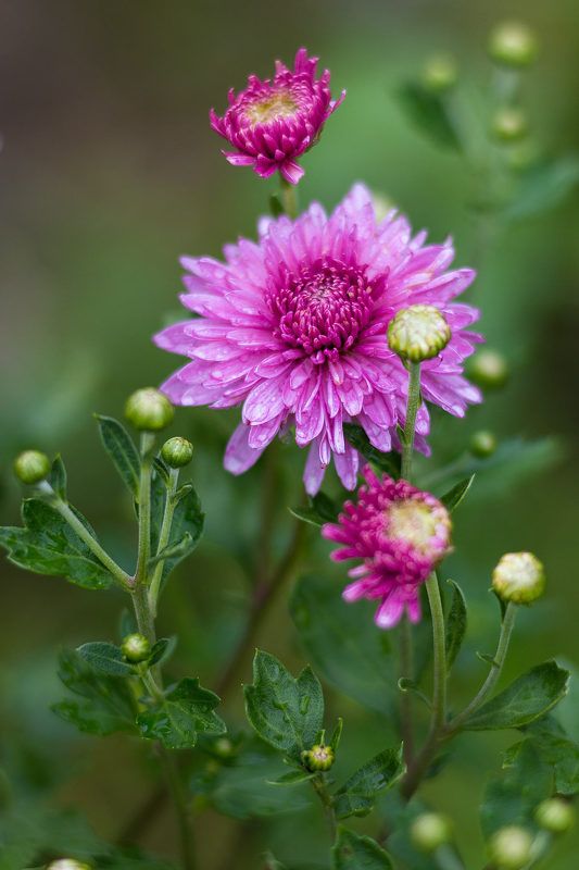 Цветы августа фото превью