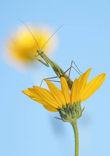  Кем бы сегодня пообедать?