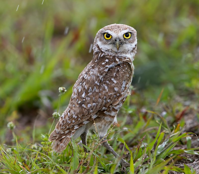 кроличий сыч, florida,burrowing owl, owl, флорида,сыч Burrowing Owl - Кроличий сыч фото превью