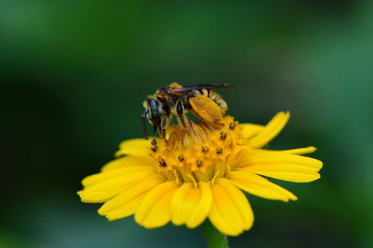 denis moura, mogi das cruzes, brasil, bee, Moura Denis