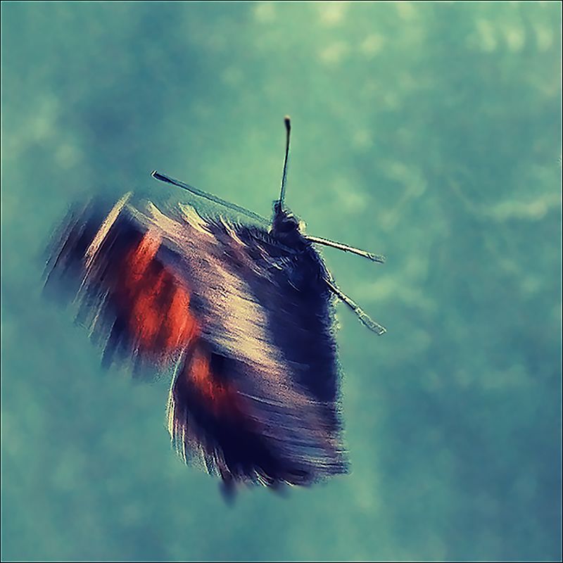 бабочка *** фото превью