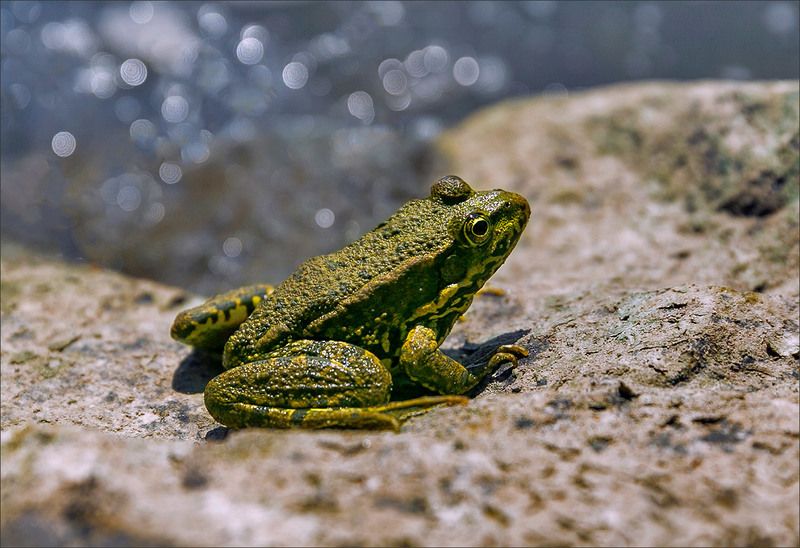 лягушка царевна Царевна фото превью
