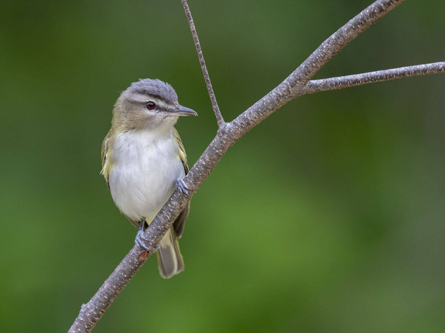 , Fernando Burgalin Sequeira
