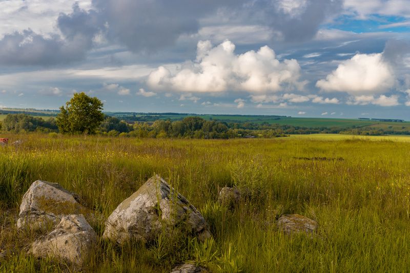 пейзаж, лето, июнь, степь Среднерусская возвышенность фото превью
