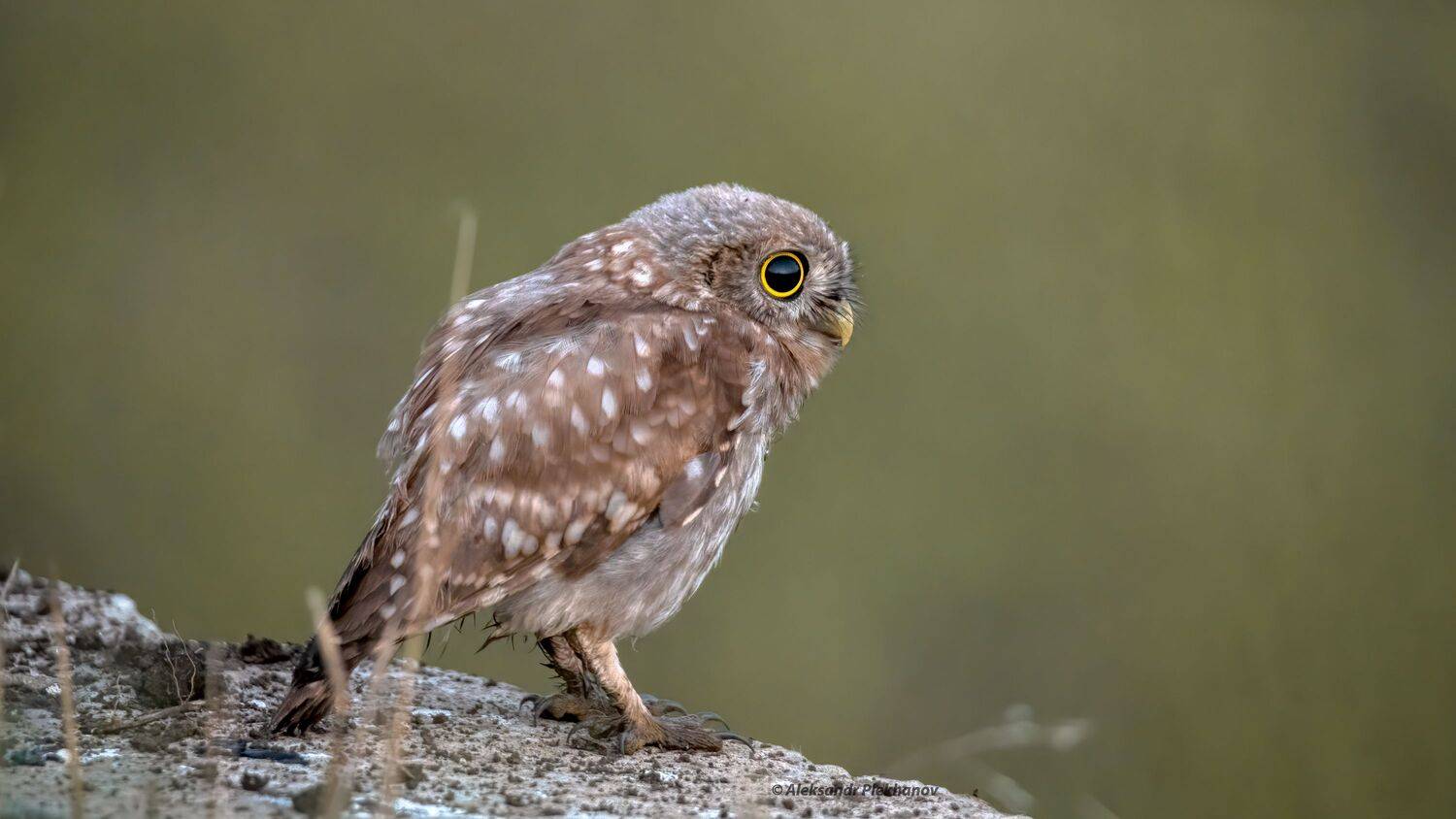 , Alexander Plekhanov