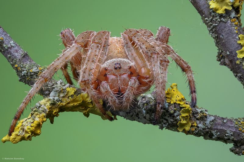 Про паучка фото превью