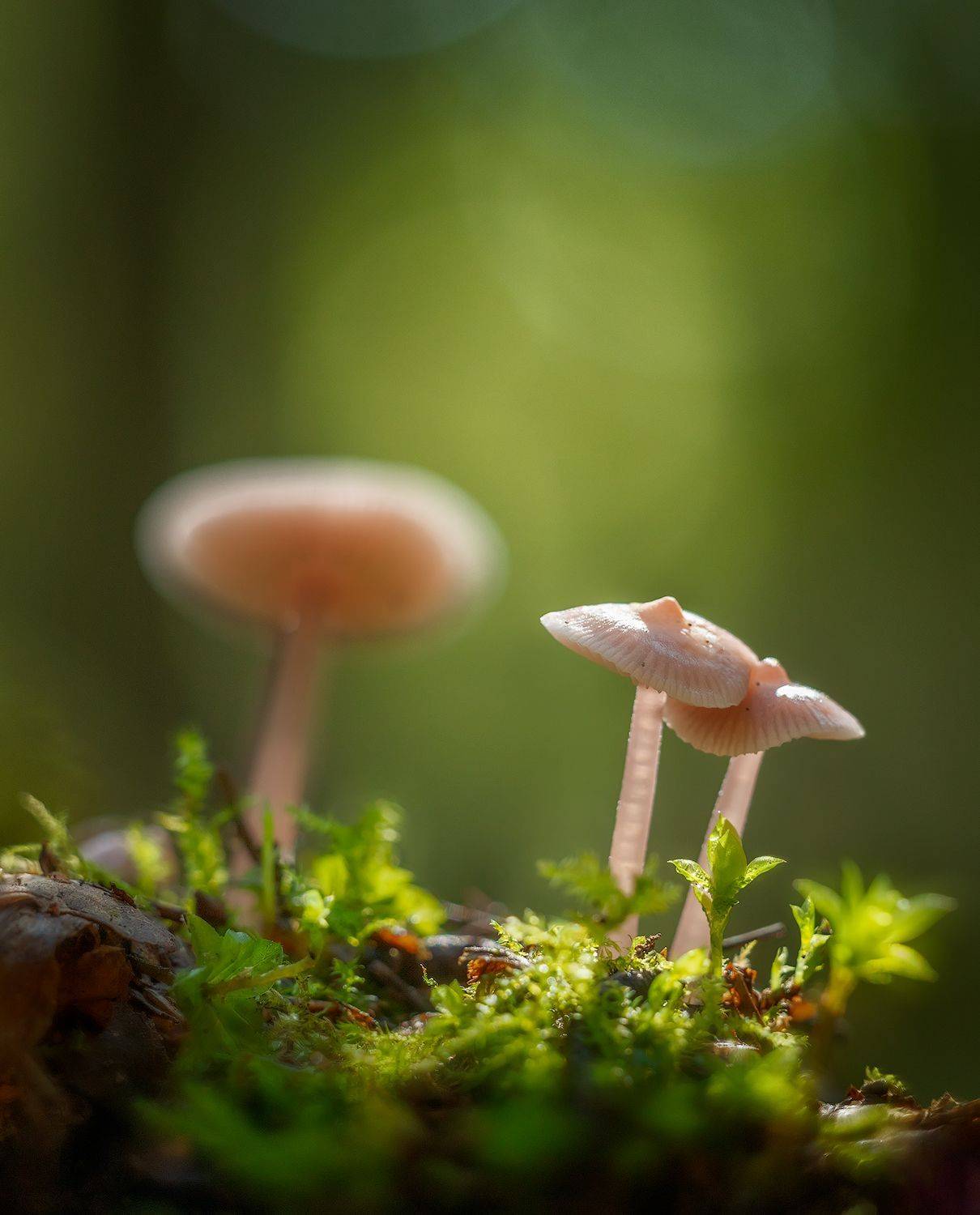 , Николай Андреев