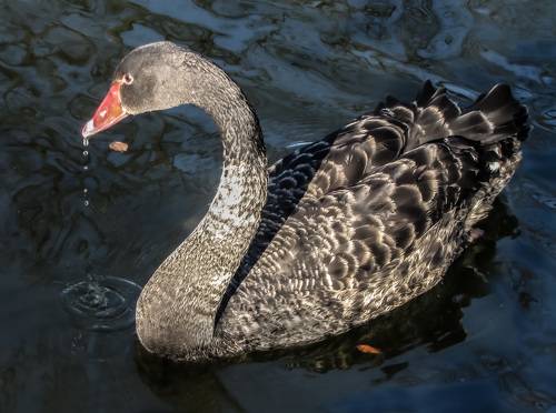 BLACK swans in the blue pond water - a bird, animals in the wild