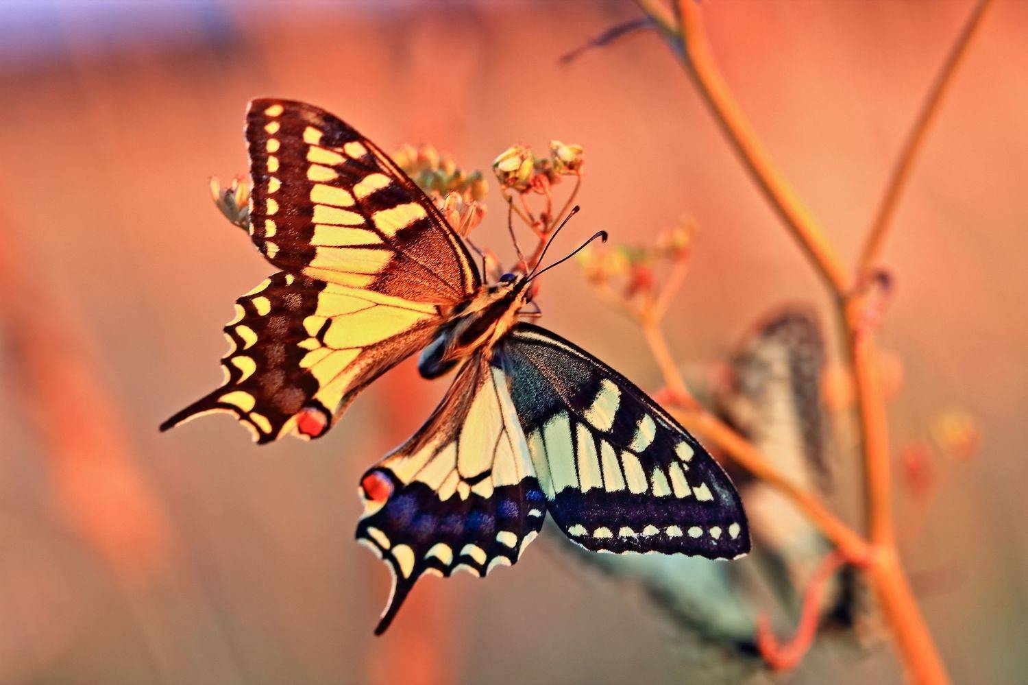 , Олег Резенов