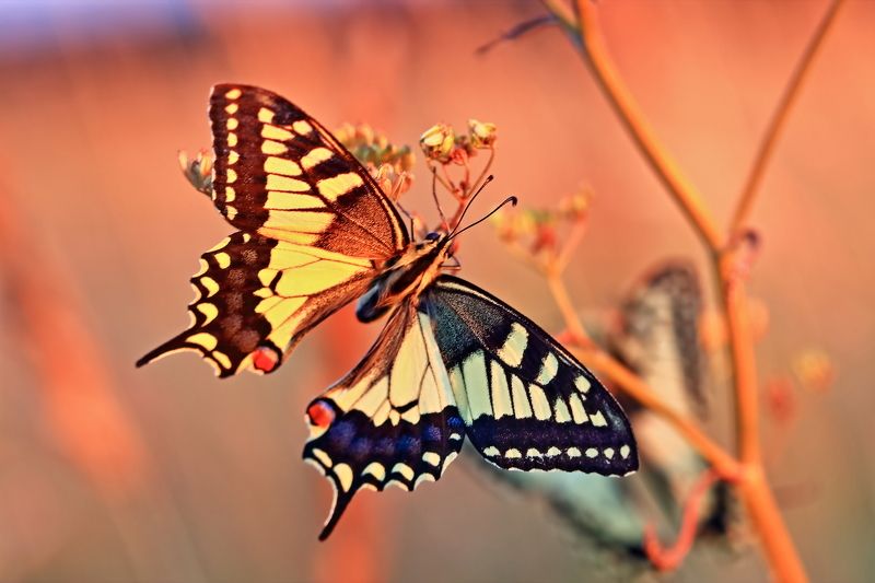 На рассвете фото превью