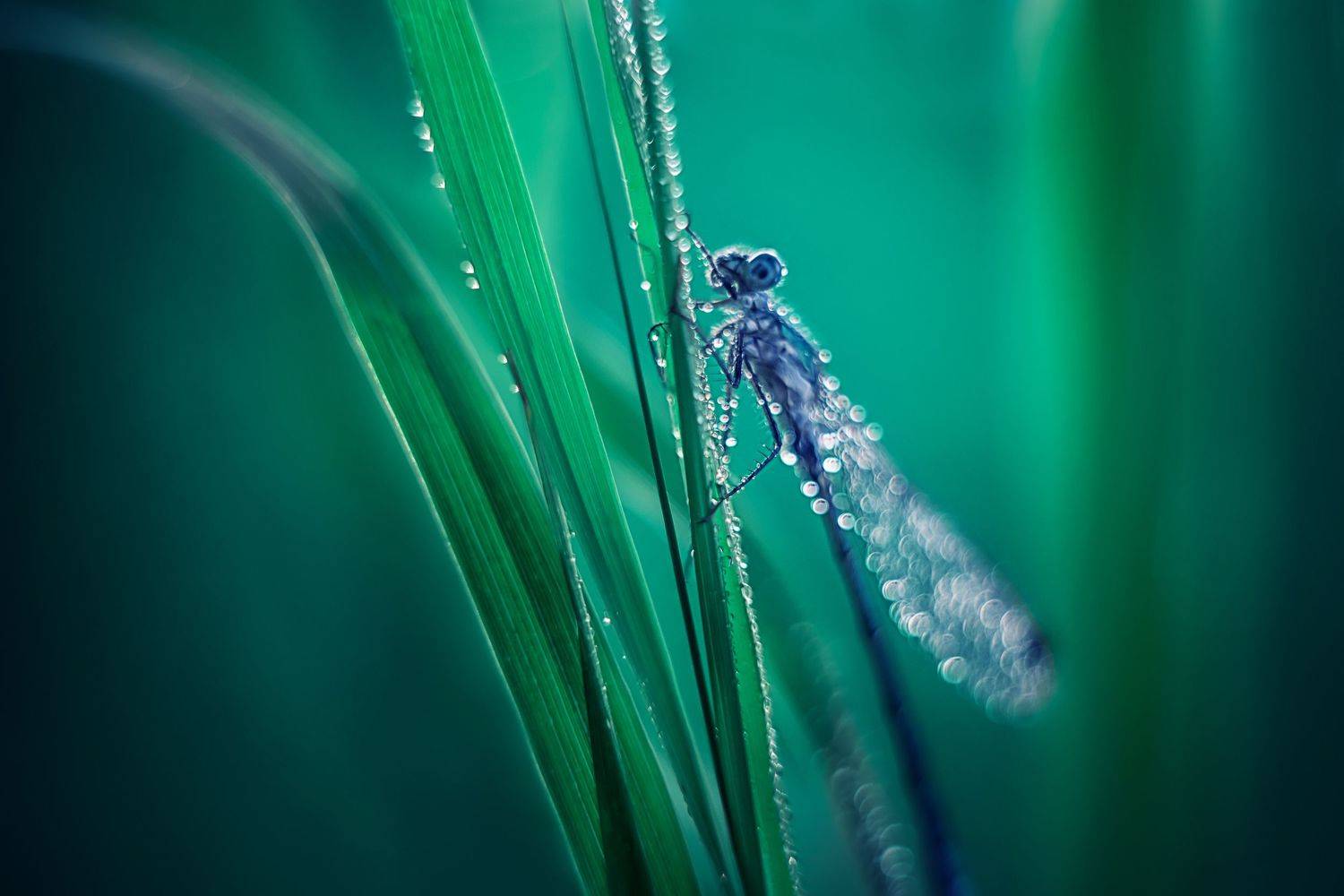 , Анастасия Думинская