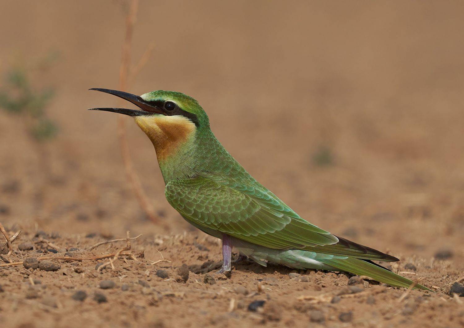 , Victor Krachkovsky