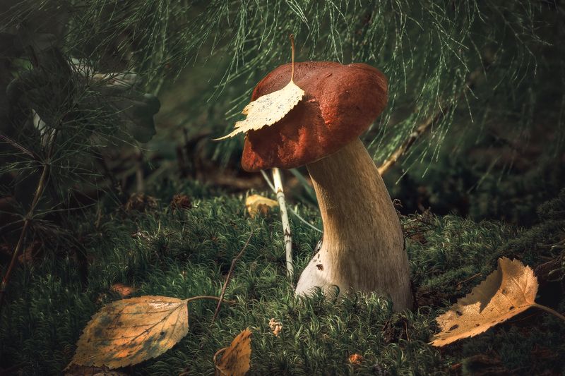 фото превью