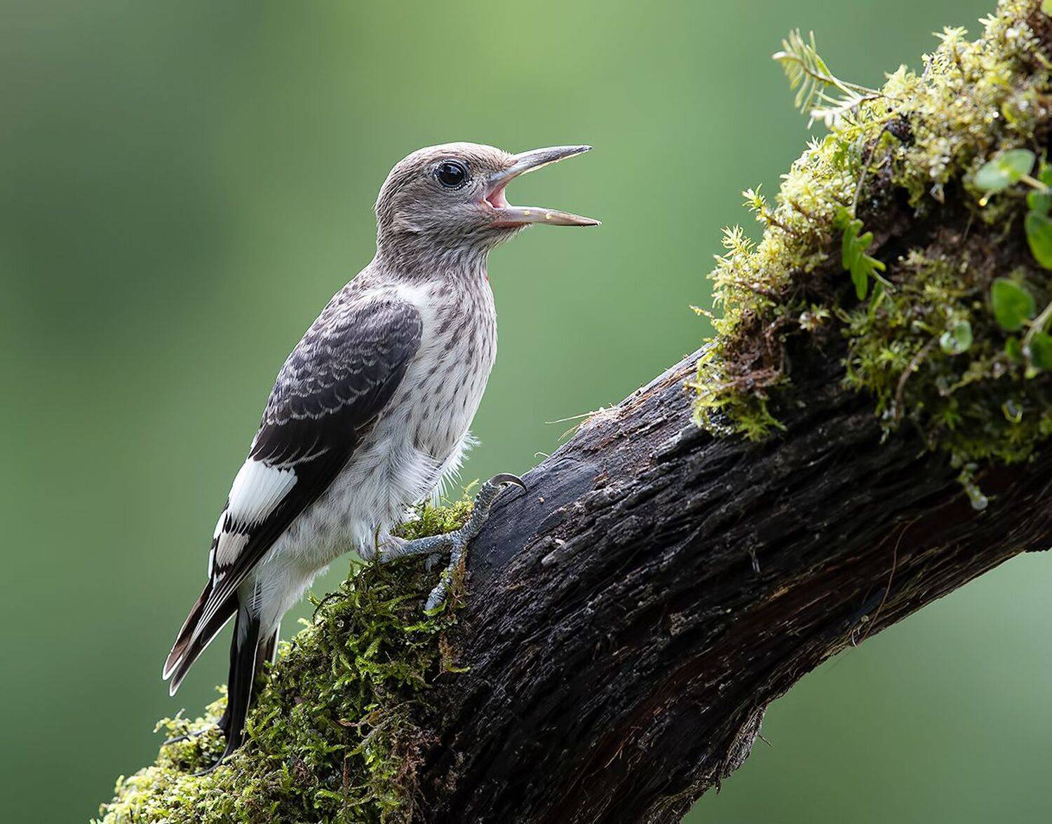 red-headed woodpecker, красноголовый меланерпес,  woodpecker, дятел, Elizabeth Etkind