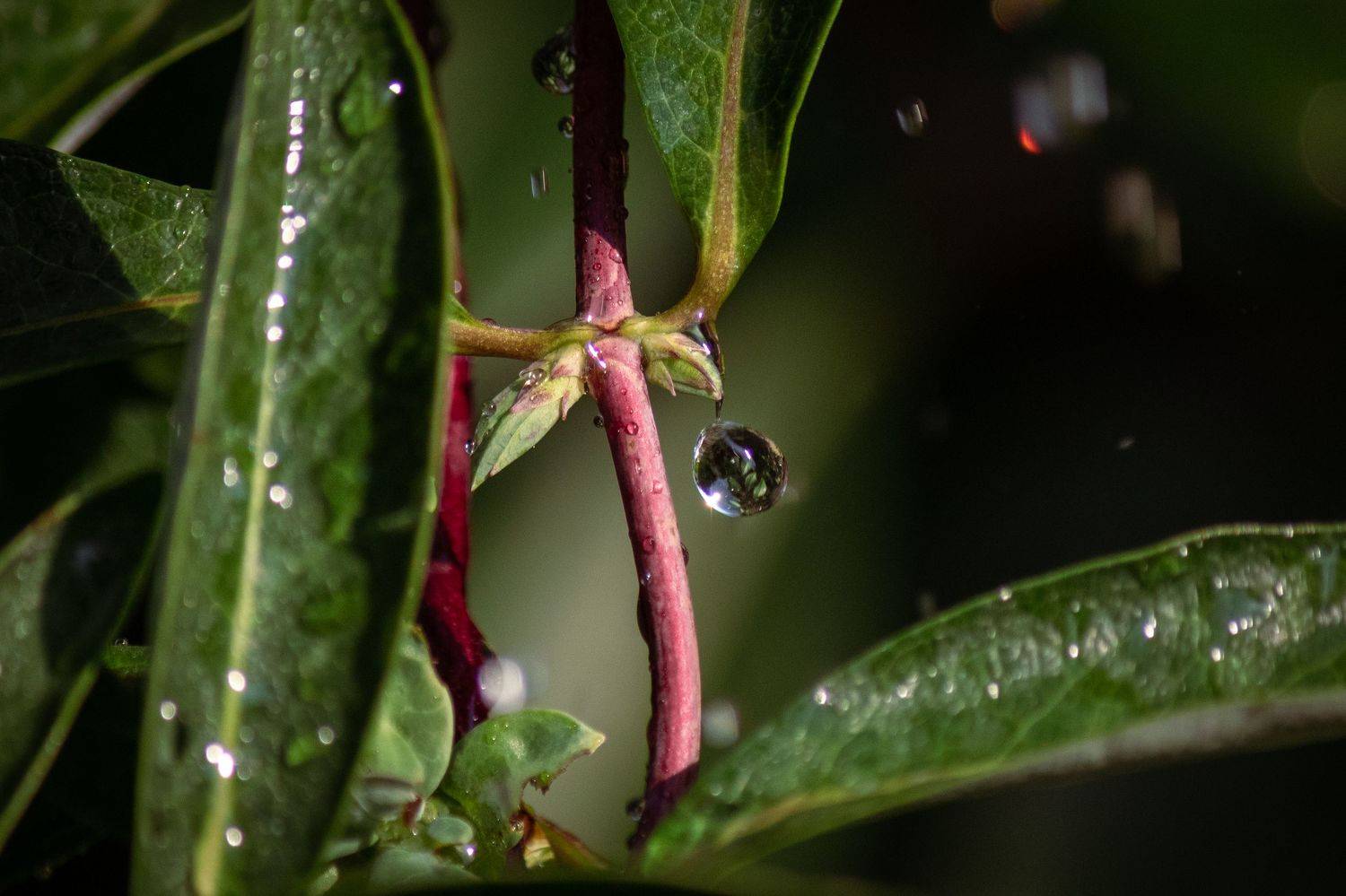 , Алексей Кремнёв