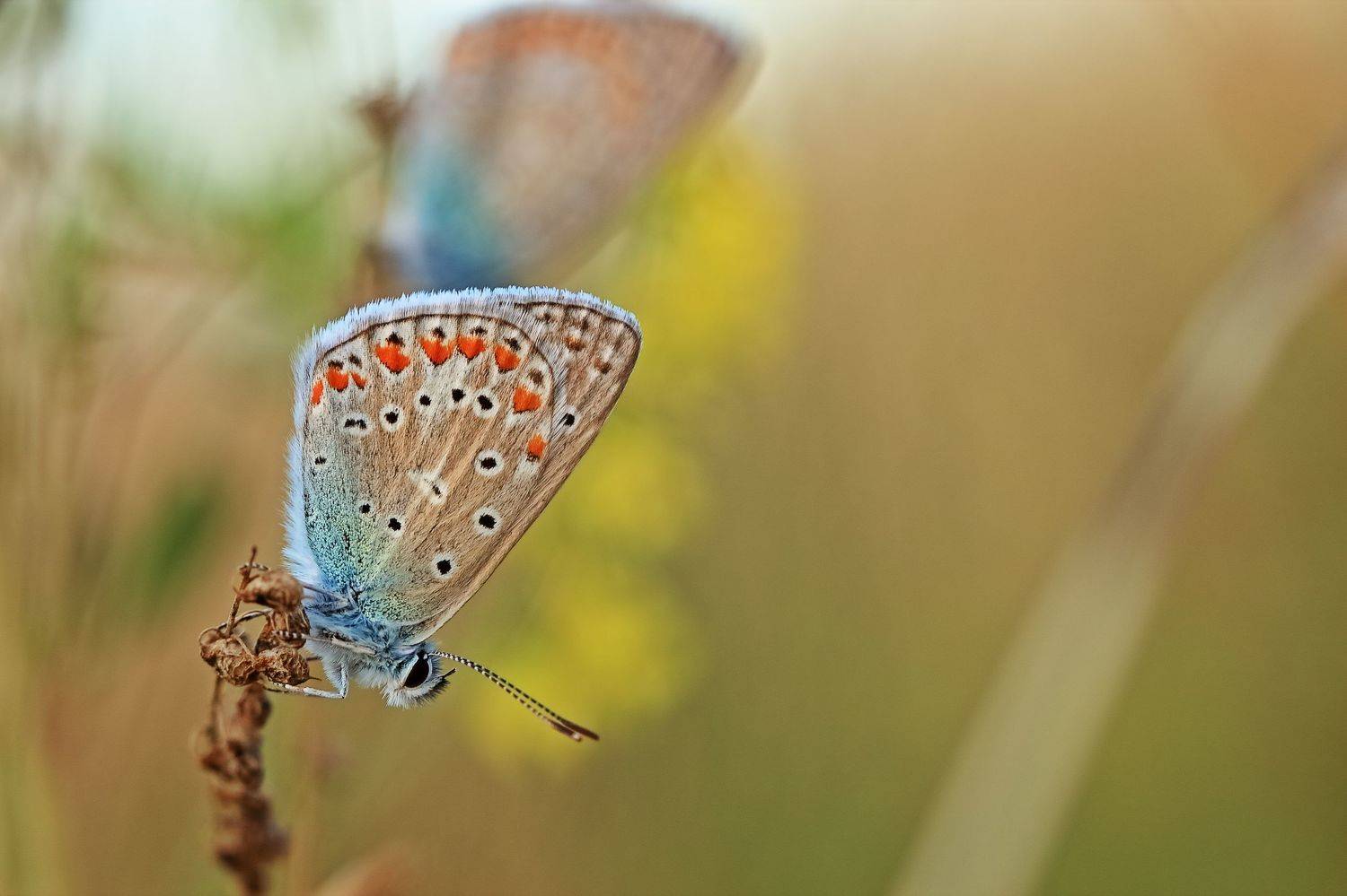 , Олег Резенов