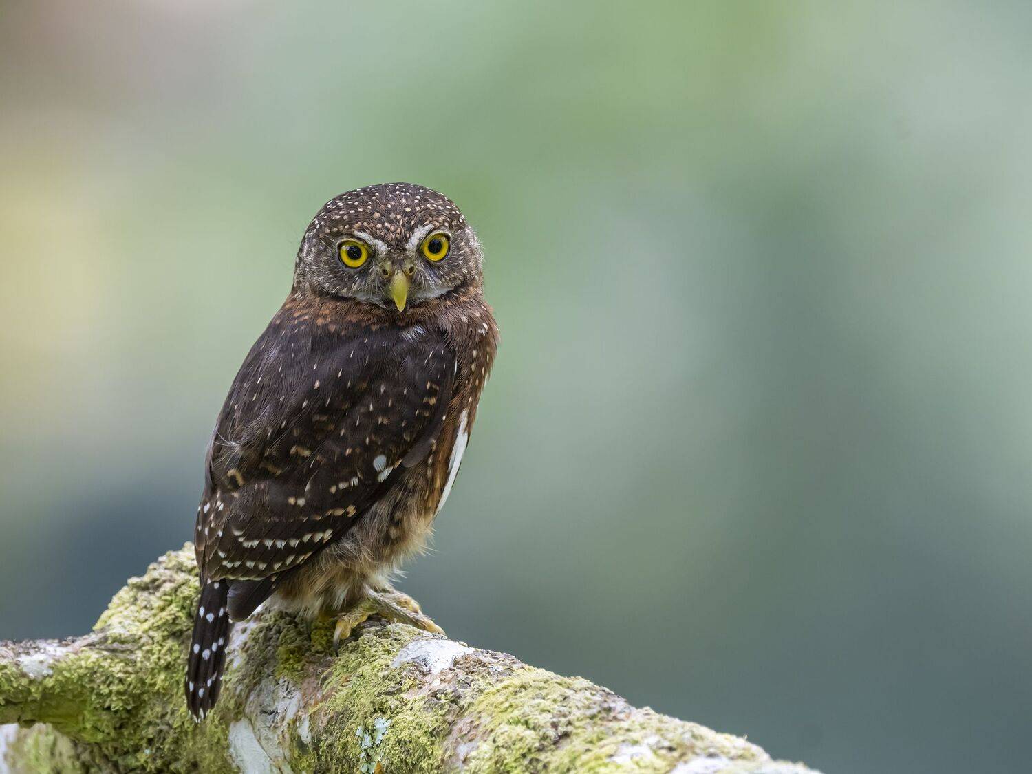 , Fernando Burgalin Sequeira